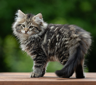 Alexej - 12 Wochen alt