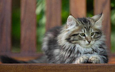 Alexej - 12 Wochen alt