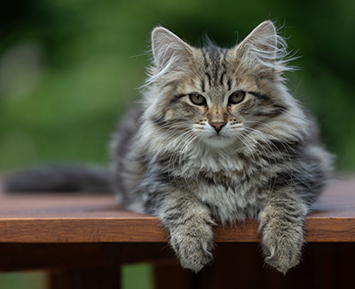 Alexej - 16 Wochen alt