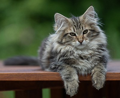 Alexej - 16 Wochen alt