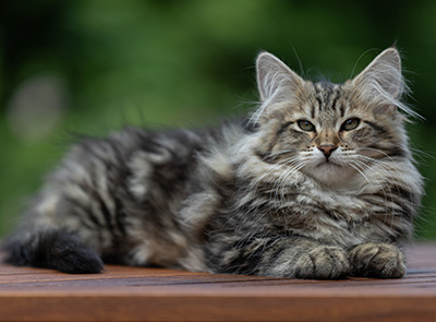 Alexej - 16 Wochen alt