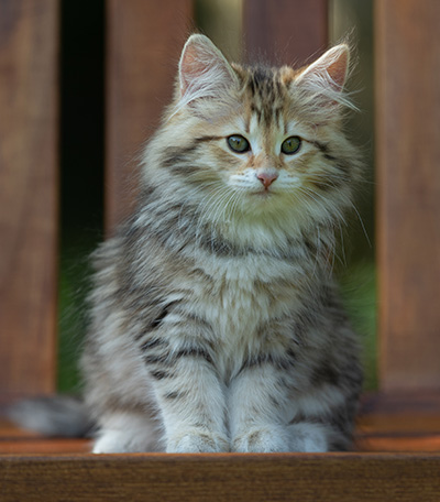 Anastasia - 12 Wochen alt