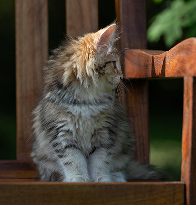 Anastasia - 12 Wochen alt