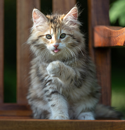 Anastasia - 12 Wochen alt