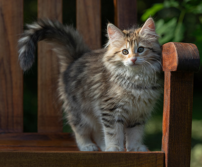 Anastasia - 12 Wochen alt