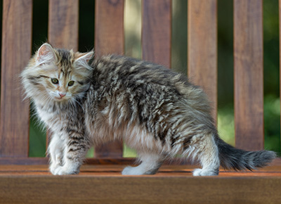 Anastasia - 12 Wochen alt