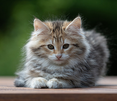 Anastasia - 12 Wochen alt