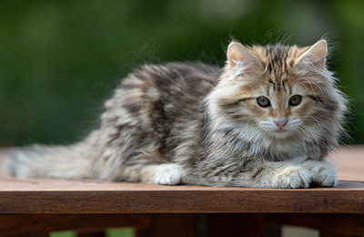 Anastasia - 12 Wochen alt