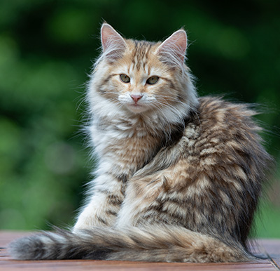 Anastasia - 16 Wochen alt