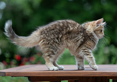 Anastasia - 16 Wochen alt