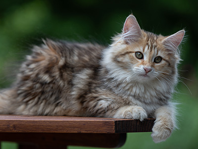 Anastasia - 16 Wochen alt