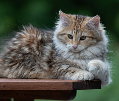 Anastasia - 16 Wochen alt