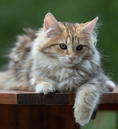 Anastasia - 16 Wochen alt