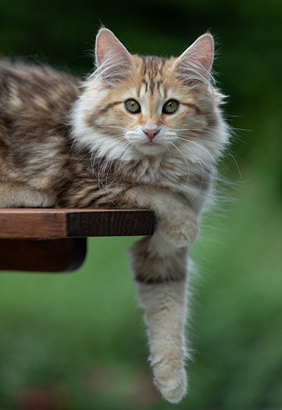 Anastasia - 16 Wochen alt