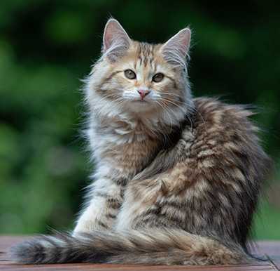 Anastasia - 16 Wochen alt