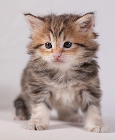 Anastasia - 5 semaines