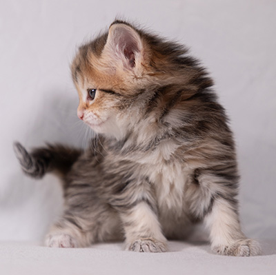 Anastasia - 5 semaines