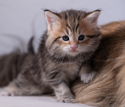 Anastasia - 5 semaines