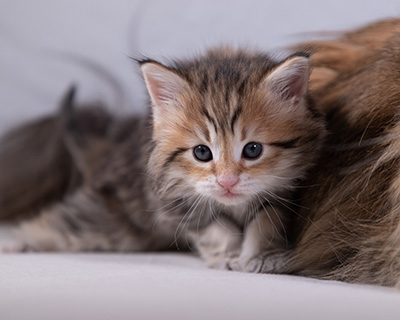 Anastasia - 5 semaines