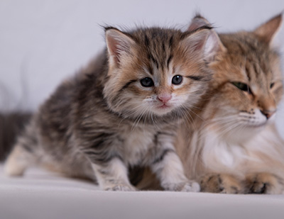 Anastasia - 5 semaines