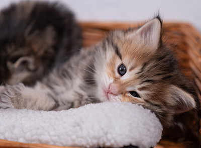 Anastasia - 5 semaines