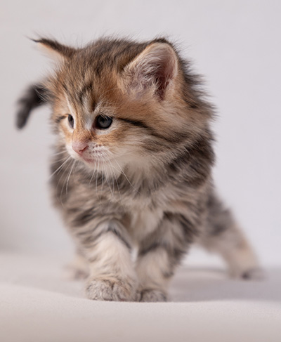 Anastasia - 5 semaines