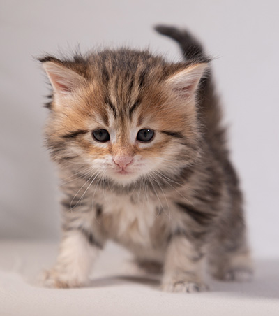 Anastasia - 5 semaines