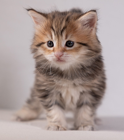 Anastasia - 5 semaines