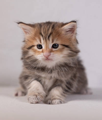 Anastasia - 5 semaines