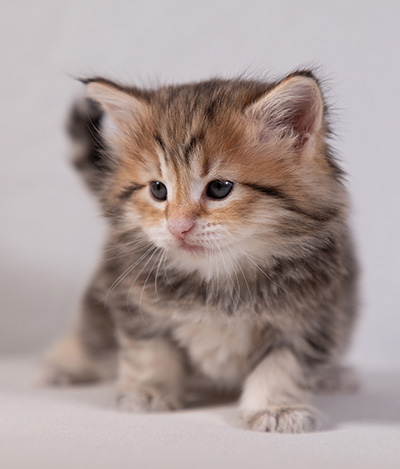 Anastasia - 5 semaines