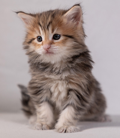 Anastasia - 5 semaines