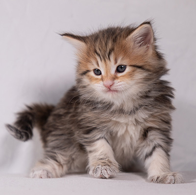 Anastasia - 5 semaines