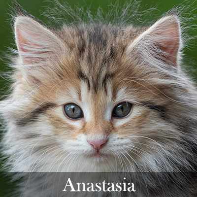Anastasia