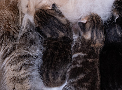 Anastasia - Naissance