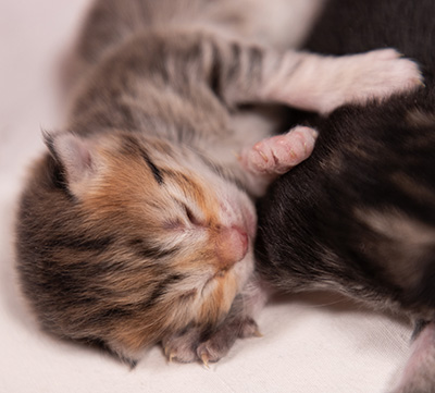 Anastasia - Naissance