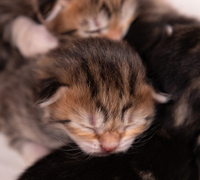 Anastasia - Naissance