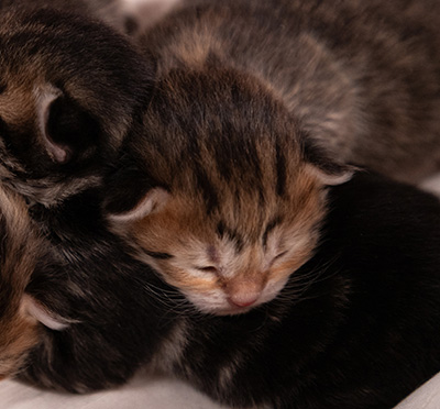 Anastasia - Naissance