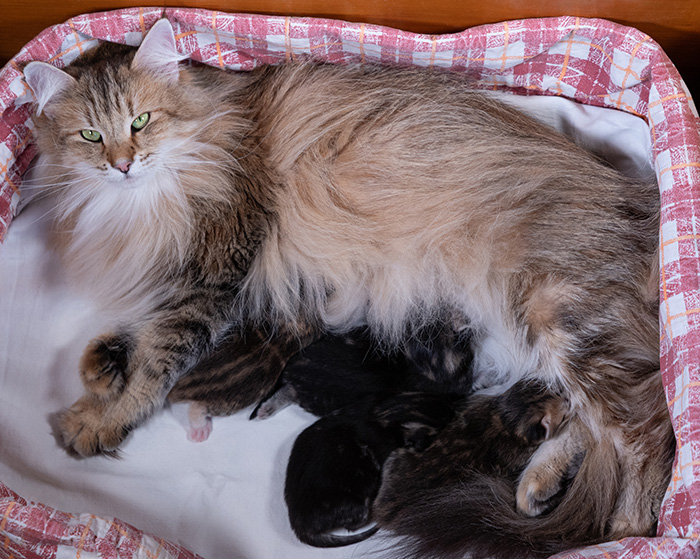 Anastasia - Naissance