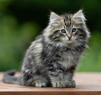 Andrej - 12 Wochen alt