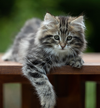 Andrej - 12 Wochen alt