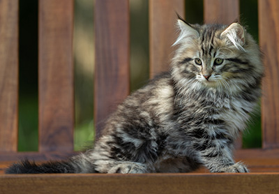 Andrej - 12 Wochen alt