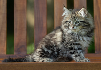 Andrej - 12 Wochen alt