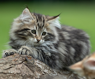 Andrej - 12 Wochen alt