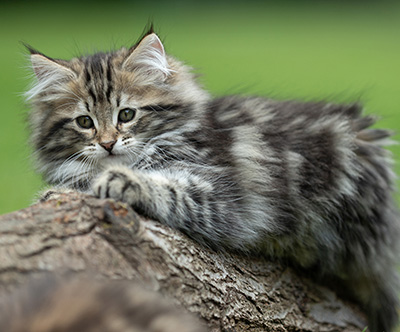 Andrej - 12 Wochen alt