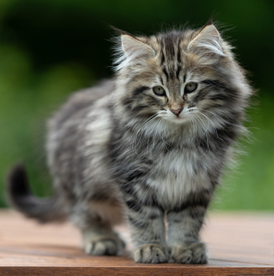 Andrej - 12 Wochen alt