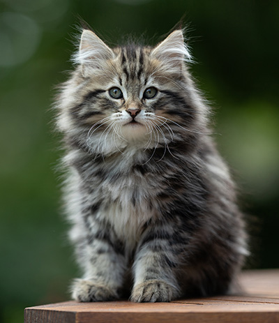 Andrej - 12 Wochen alt