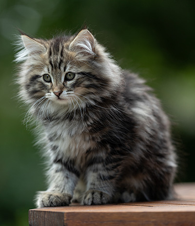 Andrej - 12 Wochen alt