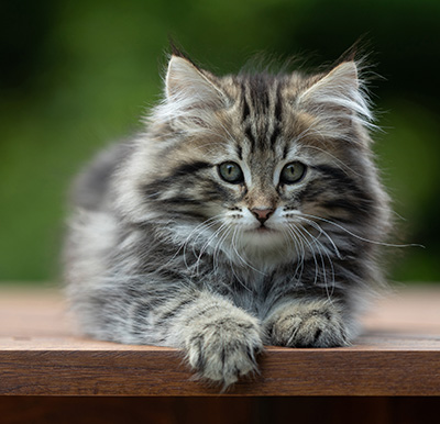 Andrej - 12 Wochen alt