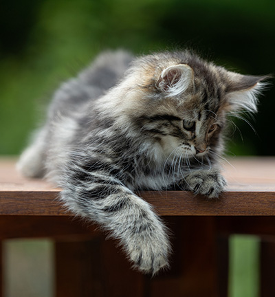 Andrej - 12 Wochen alt