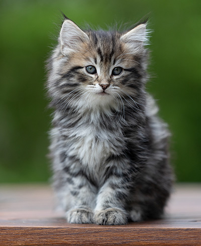 Andrej - 9 weeks old